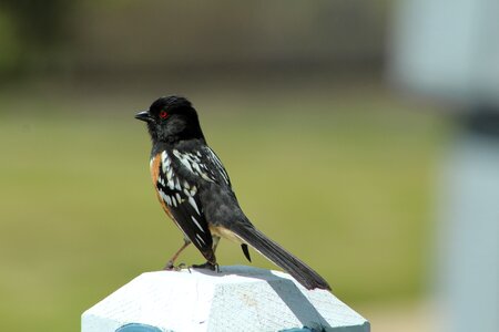 Spotted towhee colorado photo