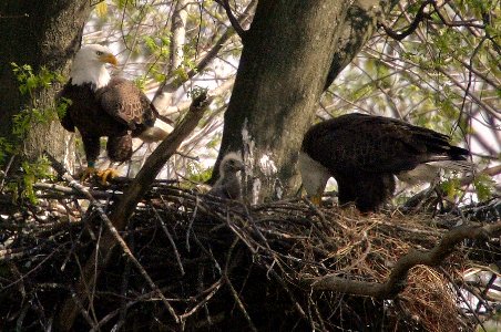 Bald eagles with young at John Heinz National Wildlife Refuge