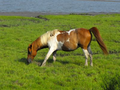 Chincoteague pony photo