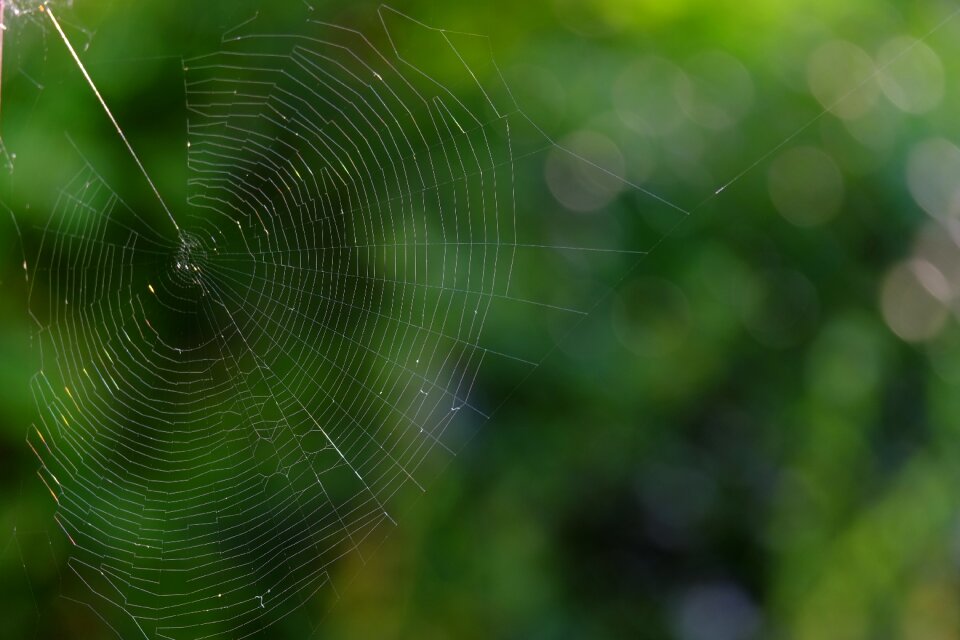 Nature spider close up photo