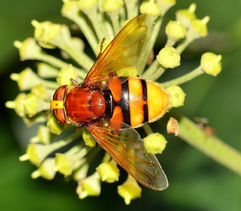 Brine fly volucella zonaria