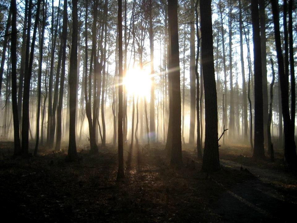 Photo of the Week - Foggy Morn at Great Dismal Swamp National Wildlife Refuge (VA)