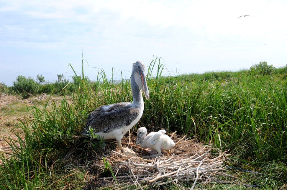 Brown pelican adult and chick