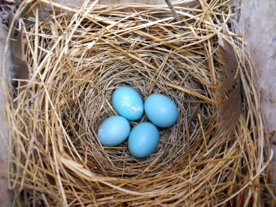 Blue Eggs in Nest Box