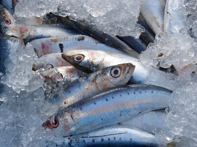 Sardines fresh fish fresh sardines photo