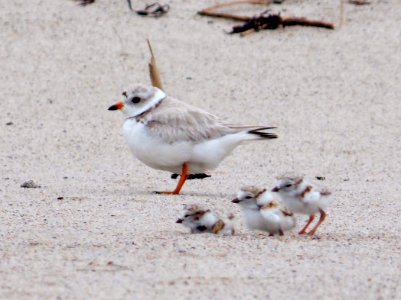 Piping Plover and Chicks photo