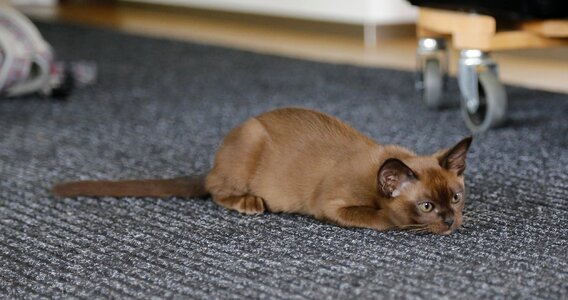 Burmese pet kitten