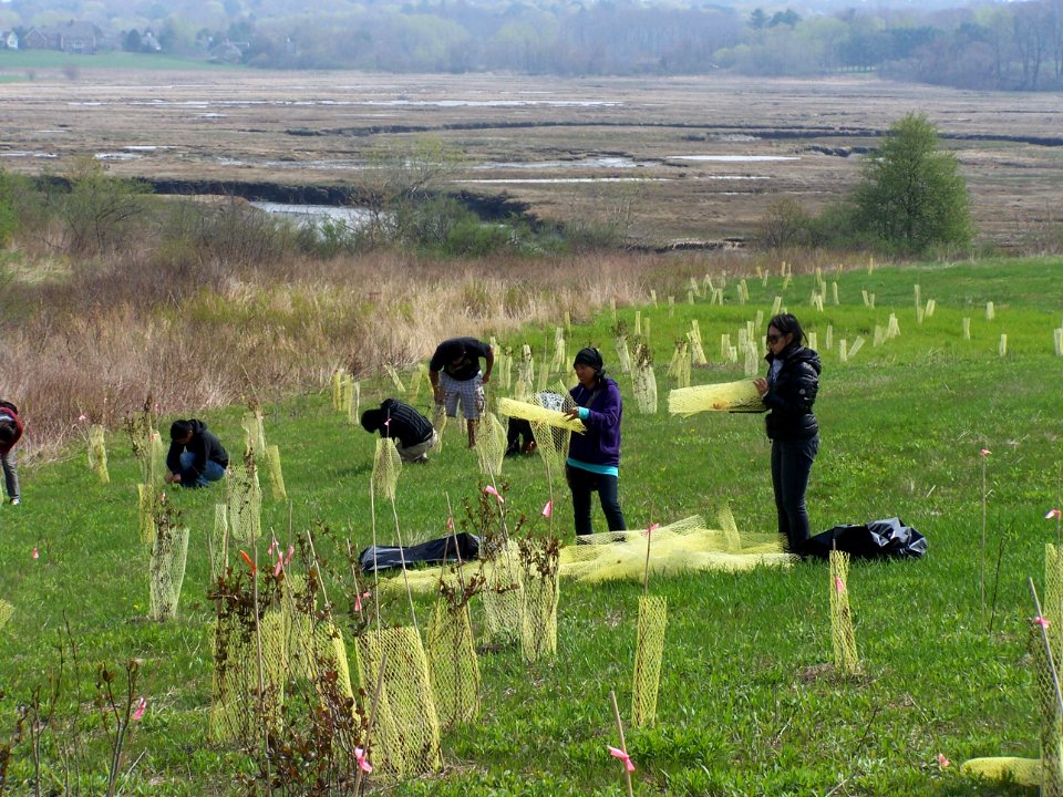 Restoring homes for New England cottontails
