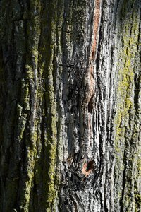 Texture wood pattern photo