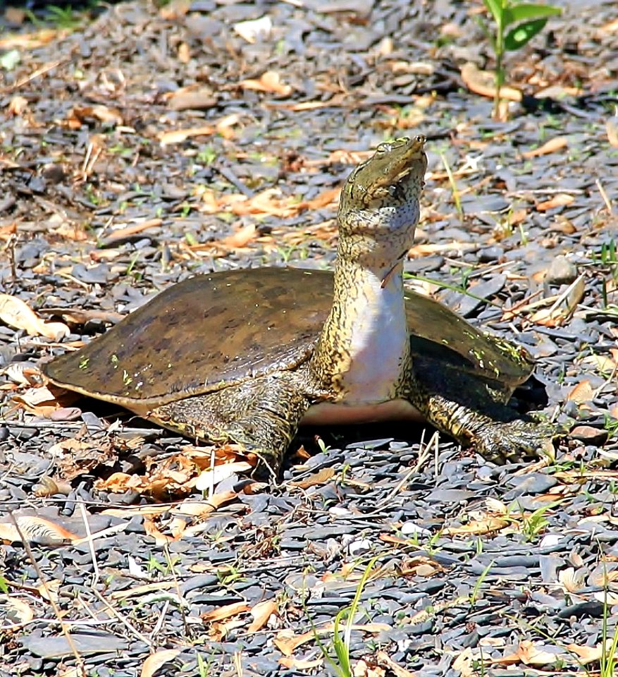 Spiny Softshell Turtle