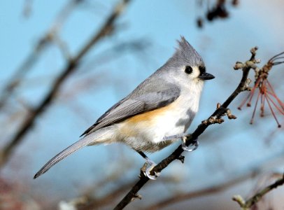 Photo of the Week - Tufted titmouse (MA) photo