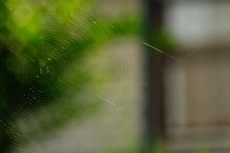 Close up web macro photo