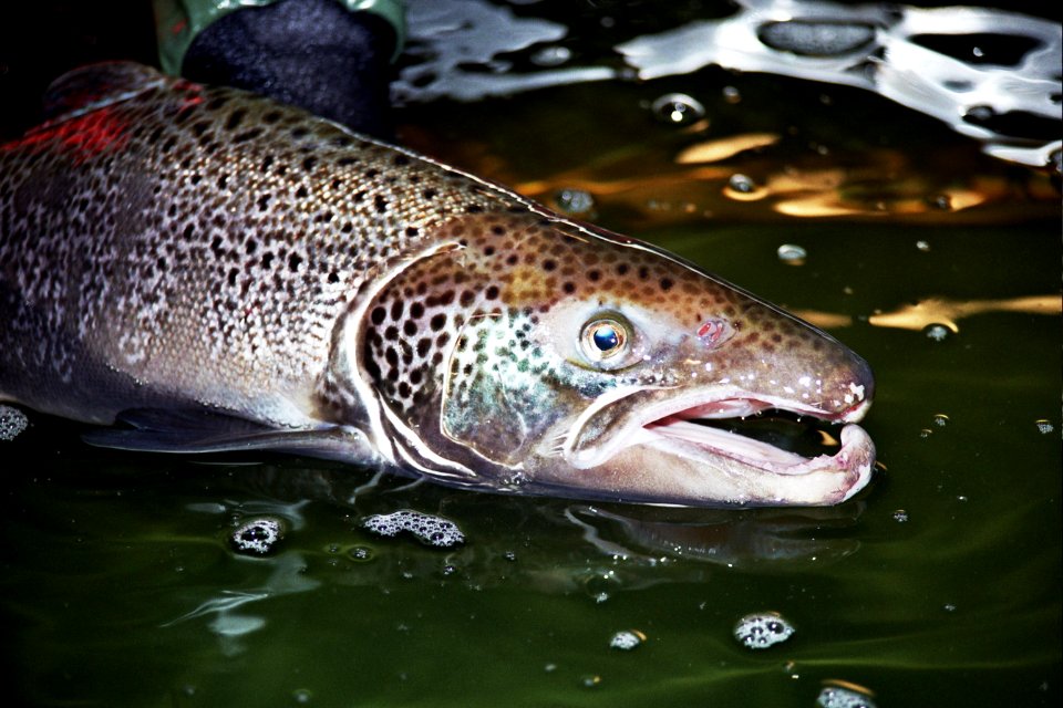 Atlantic Salmon Male