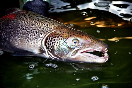 Atlantic Salmon Male photo