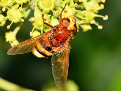 Brine fly volucella zonaria