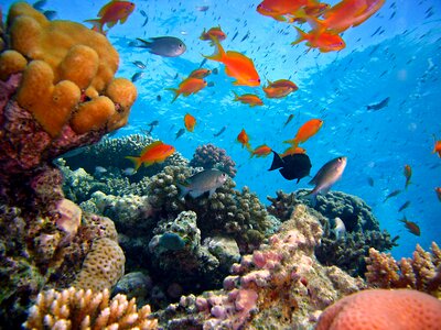 Coral reef water sea photo
