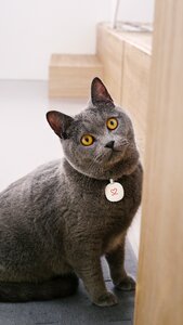 Cat mia blue cat's pet