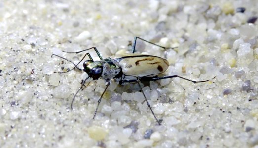 Northeastern beach tiger beetle