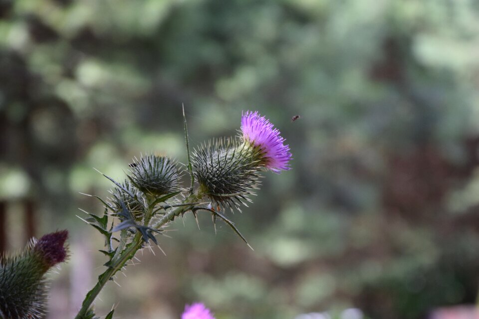 Flower plant spikes