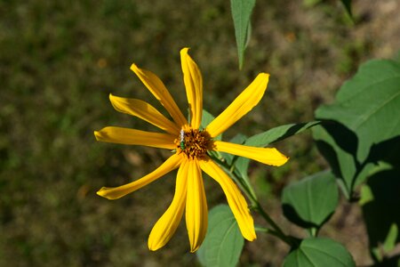 Yellow flowers nature green photo