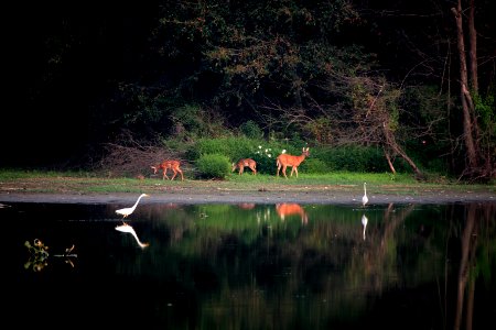 Deer and egrets