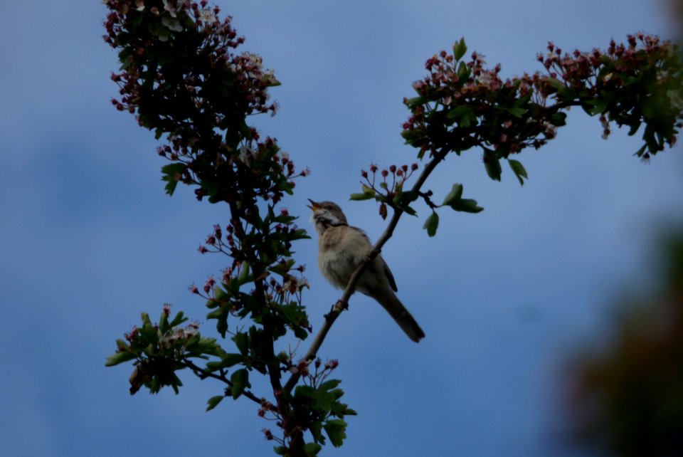 P1080922 Common whitethroat