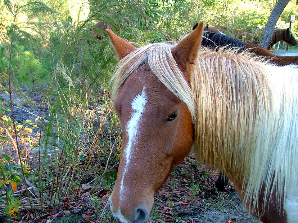 Chincoteague ponies after Hurricane Sandy (VA)