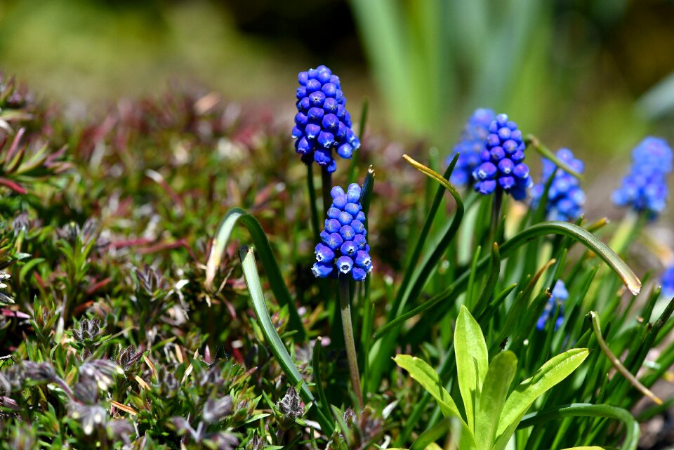 Early bloomer garden spring