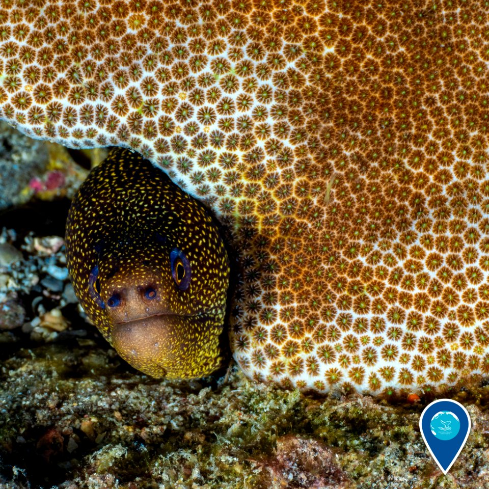 FGBNMS goldentail moray eel