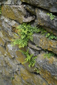 Masonry fern plant