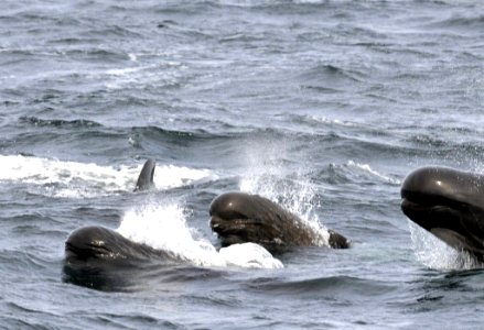 Photo of the Week - Long-finned Pilot Whales (RI) photo