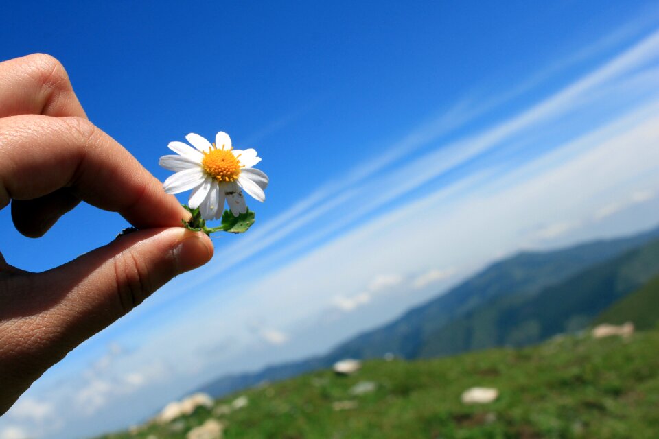 Fresh blue sky chrysanthemum