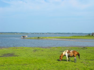 Chincoteague ponies grazing