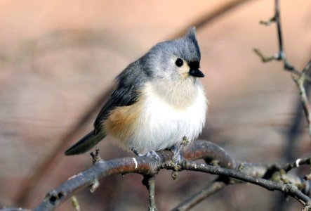 Photo of the Week - Tufted Titmouse (MA) photo