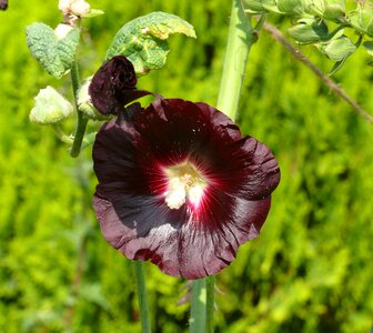 Hollyhock purple dark red
