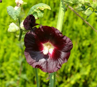 Hollyhock purple dark red photo