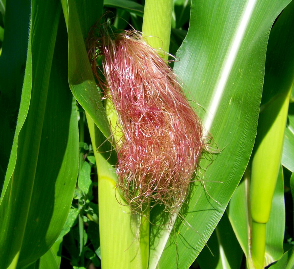 Corn pipe corn hair agriculture