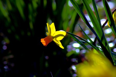 Backlit Ozark Daffodil, West-Central Arkansas, March 7, 2018