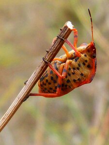 Branch macro character