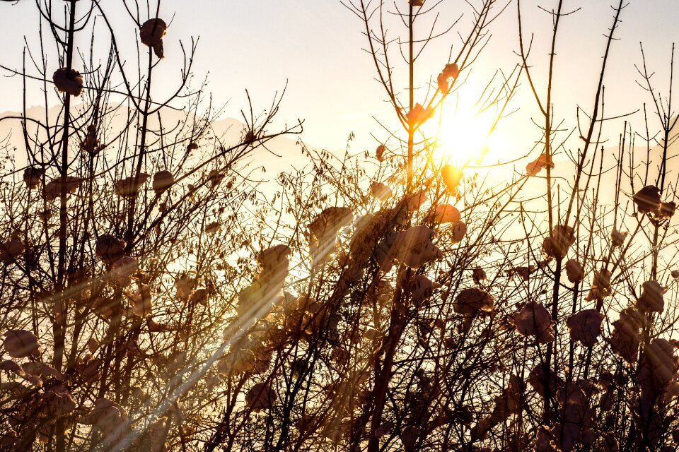 Winter backlighting sun photo