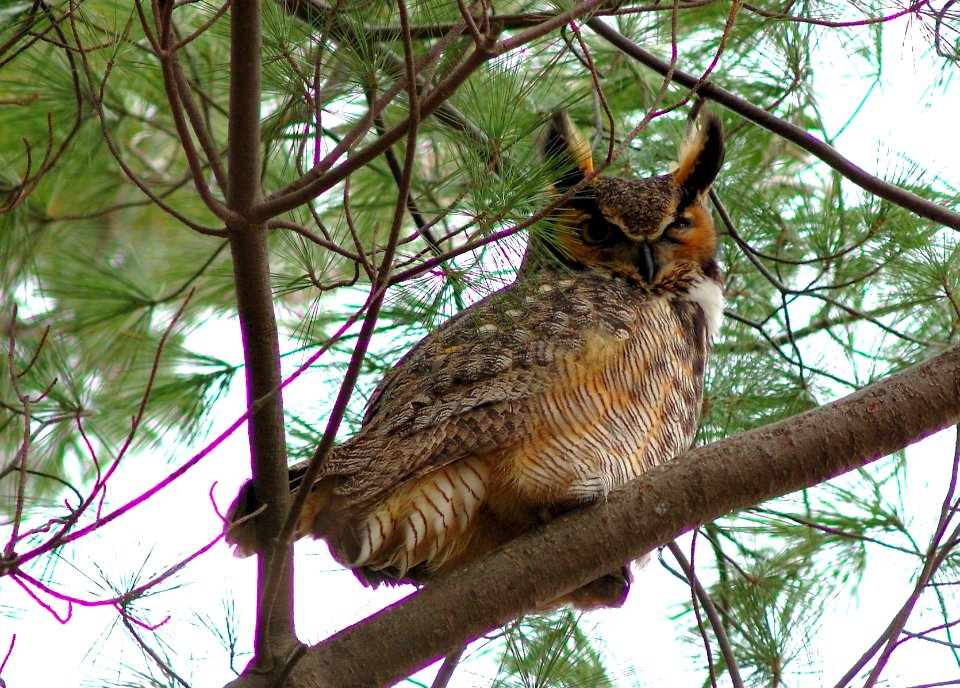 Great Horned Owl