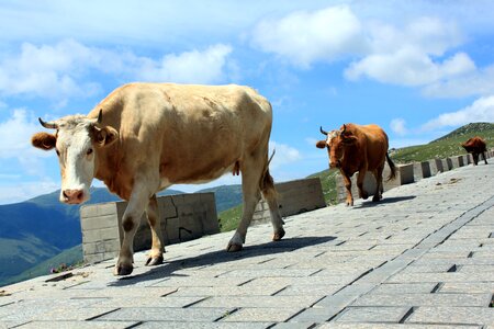 Cow animal stroll