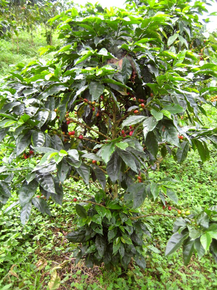 Coffee plant