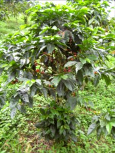 Coffee plant
