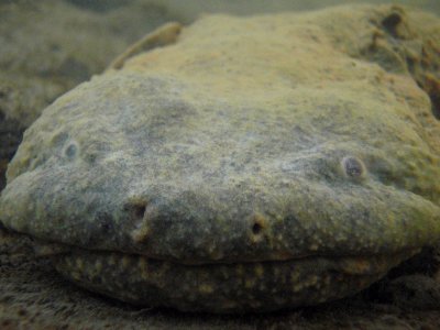 Hellbender photo