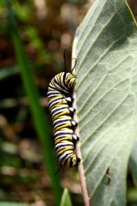 Photo of the Week - Monarch caterpillar at the Northeast Regional Office, MA photo