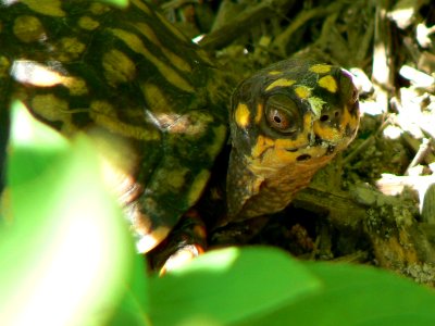 Box Turtle photo