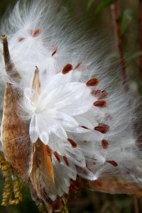 Milk weed at Missisquoi National Widlife Refuge