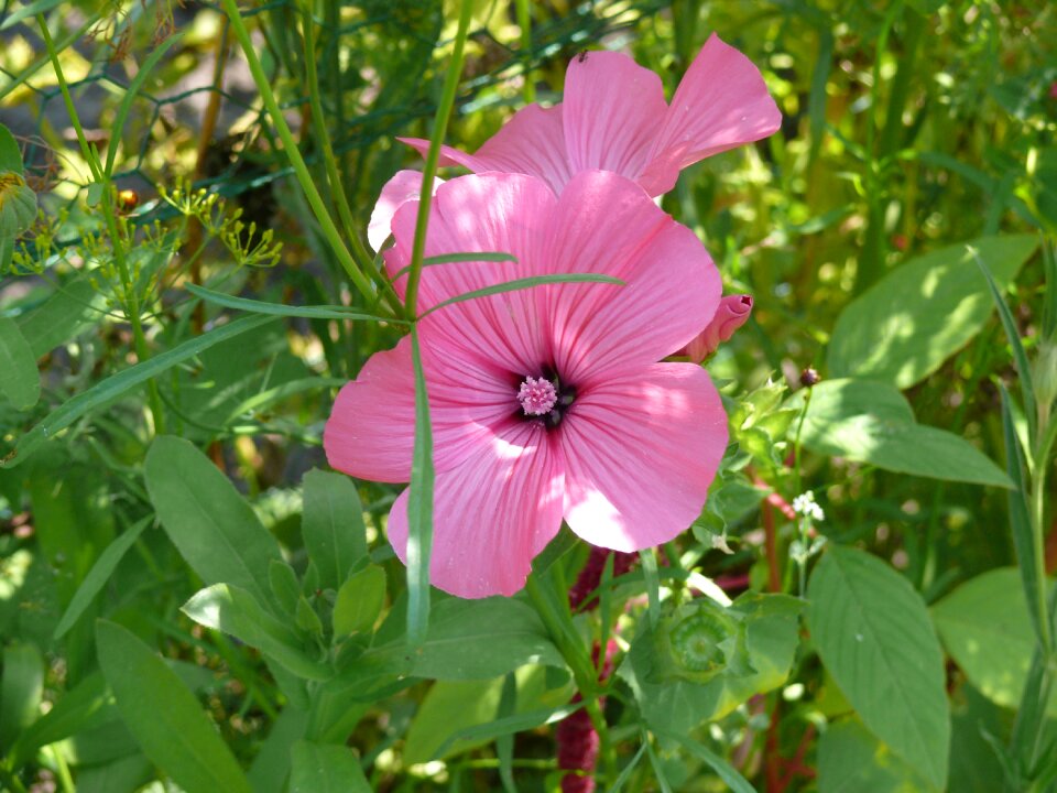 Lavatera rose bloom