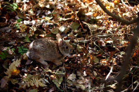 New England Cottontail photo